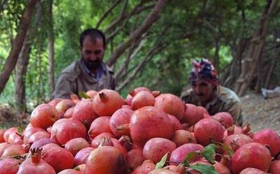 موج سرما می‌آید، محصولات فارس در خطر