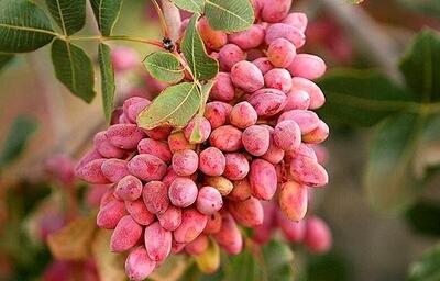 وجود بیش از ۸ هزار هکتار باغ پسته در شهرستان ورامین
