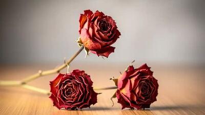 چطور با نمک گل‌ها را خشک کنیم؟ روش ساده و مؤثر همراه با ۱۰ نکته کلیدی