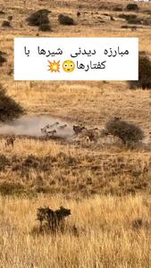 فیلم / جنگ دیدنی بین شیر و کفتار