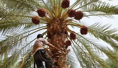 برداشت ۸۰ هزار تن خرما در شادگان