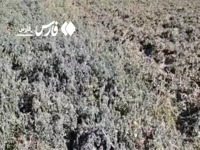 یخبندان زودهنگام در دشت نمدان اقلید