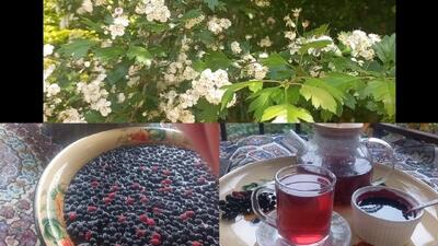 طرز تهیه مربای سنتی زالزالک جنگلی خوشرنگ با تمام مراحل