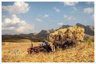خبر خوش برای گندمکاران/ چه میزان از مطالبات پرداخت شد؟