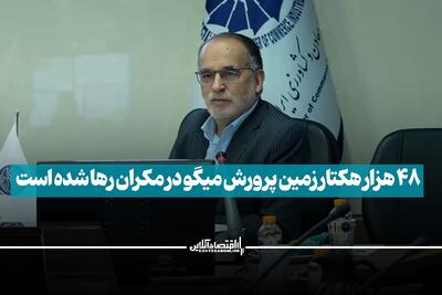 ۴۸ هزار هکتار زمین پرورش میگو در مکران رها شده است
