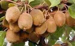 آغاز صادرات کیوی از ۷ مهرماه