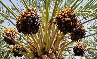 برداشت ۸۰ هزار تن خرما در شادگان