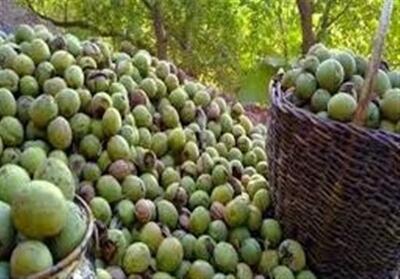 ثمرین   میزبان جشنواره گردوی‌‌ اردبیل شد - تسنیم