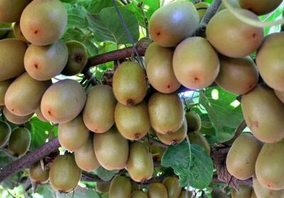 صادرات کیوی از 7 مهر آزاد می‌شود - تسنیم