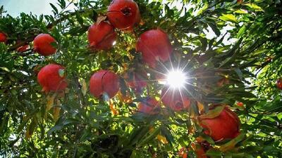 طعم شیرین انار کوهدشت به جشنواره‌ای ملی رسید