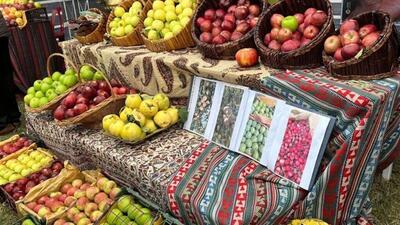 سیب مشگین‌شهر با جشنواره ملی معرفی شد
