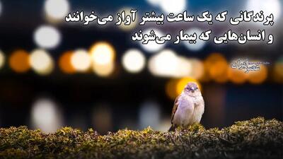 چرا نورهای شهر پرندگان را بیدار و انسان‌ها را بیمار می‌کند؟ ۲۳ درصد کره زمین زیر سایه آلودگی نوری (فیلم)