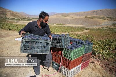 برداشت انور طلای سیاه در کردستان روستای پایگلان