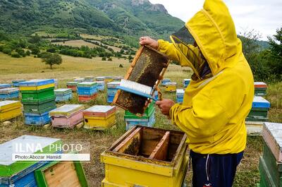 کارشناسان پهنه های تولیدی فارس، آماده سرشماری زنبورستان ها می شوند