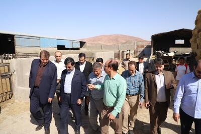 بررسی مشکلات دامداران قمی در بازدید استاندار از مجتمع دامشهر