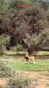 فیلم حمله دیدنی شیر به بابون