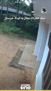 فیلم صحنه هولناک حمله شغال به کودک