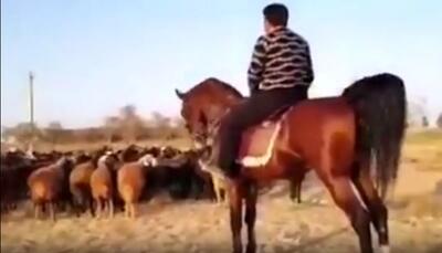 آواز محلی؛ مرد عشایری واسه گوسفنداش آهنگ میخونه عجیب خوش صداست اسبشم یلیه برا خودش