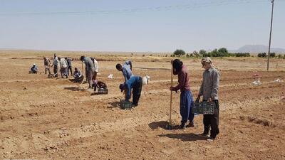 آغاز فصل کِشت طلای سرخ در زیرکوه