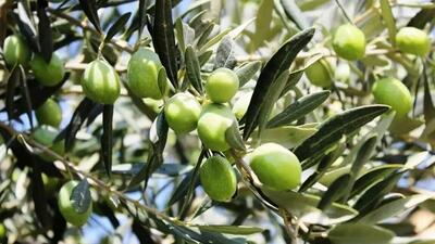 زنجان قطب زیتون ایران؛ پیش‌بینی برداشت ۲۵ هزار تن محصول از باغات طارم