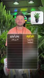 بهترین زمان آبیاری گیاهان زینتی مختلف / گیاهاتو اینجوری آب بده