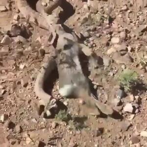 فیلم حمله دیدنی مار به خرگوش