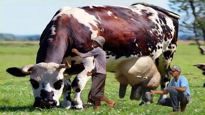 گاوهای باورنکردنی؛ گاوهای کبیری که اینقدر شیر دارن باید چند نفری بیان بدوشن