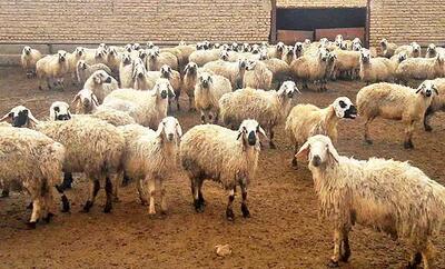 قیمت دام زنده امروز ۵ مهر ۱۴۰۴ + جدول