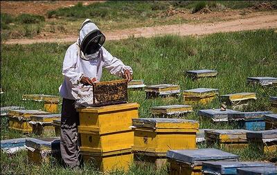 فارس رتبه سوم کشور در تولید عسل با بیش از ۱۱ میلیون کلنی زنبور عسل