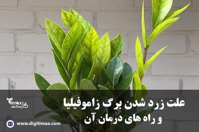 علت زرد شدن برگ زاموفیلیا و درمان آن