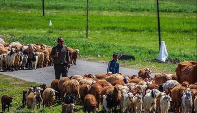 آغاز کوچ پاییزی ۱۱ هزار خانوار عشایری در لرستان؛ پلیس‌راه هشدار جدی داد