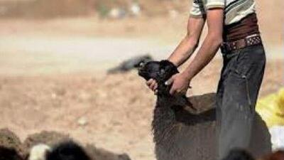 دستگیری سارقان احشام حین سرقت در سلطانیه