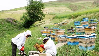 سرشماری زنبورستان‌ها؛ گامی مهم برای توسعه هدفمند صنعت زنبورداری در زنجان