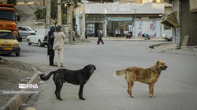 بیماری هاری کشنده اما قابل پیشگیری است