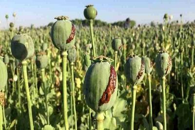 شرایط کاشت قانونی خشخاش در کشور (فیلم)