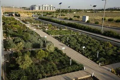 ایجاد شهرک فناوری گیاهان دارویی در بروجرد