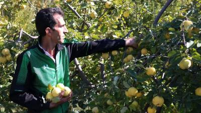 جشنواره برداشت میوه‌های سردرختی در روستای آبگاهی برگزار می شود