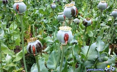 نماینده مجلسی که از کشت خشخاش در ایران استقبال کرد!