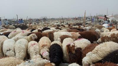 امکان واردات دام از سیستان و بلوچستان به قم فراهم شد