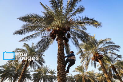 نخلستان‌های خوزستان در معرض خشکسالی و تغییر اقلیم!