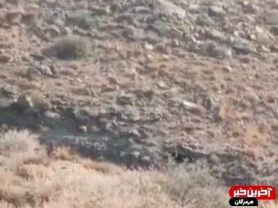 گشت‌وگذار خرس سیاه آسیایی در ارتفاعات میناب
