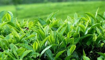 خرید بیش از ۹۰ هزار تن برگ سبز چای از چایکاران شمال