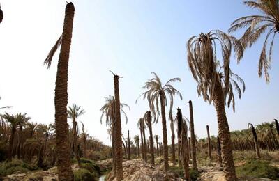 هزاران نخل در خوزستان در آستانه نابودی