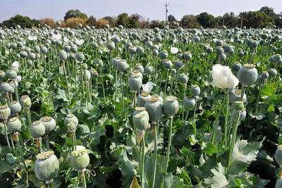 مجازات شدید برای کشت غیرقانونی خشخاش