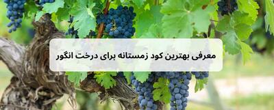 بهترین کود زمستانه برای درخت انگور