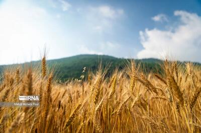 ذخایر راهبردی کالاهای اساسی، متضمن تامین امنیت غذایی کشور است