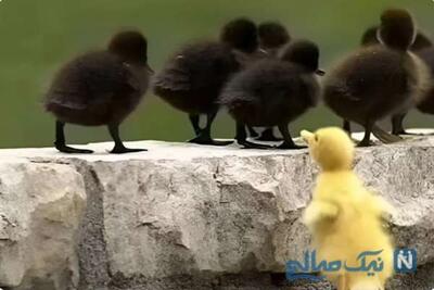 عکس های خنده دار از فاصله غم و شادی تا چقد گفتم ضد آفتاب بزنید گوش نکردین