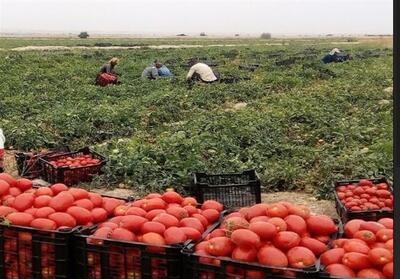 خراسان شمالی در آستانه ورشکستگی آبی/ کشت‌های پرآب‌بر منابع آبی را می‌بلعند! - تسنیم