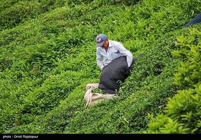 برداشت بیش از 90 هزار تن برگ سبز چای در شمال کشور - تسنیم
