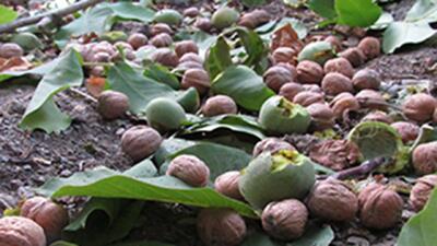 تصاویری از برداشت گردو در روستای گردشگری توآباد بخش آبگرم